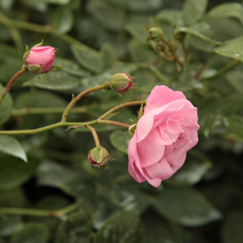 Rosa  Frau Eva Schubert - różowy  - Róże pienne - z drobnymi kwiatami - korona zwisająca
